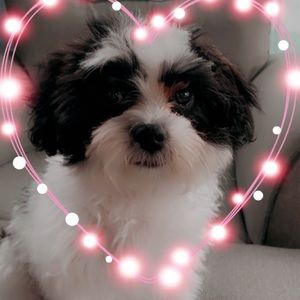 Meet your Posher, Yvonne